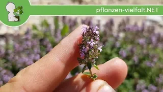 Breitblättriger Thymian - Ganze Pflanze - (Thymus pulegioides) - essbare Wildkräuter bestimmen