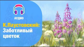 К.Паустовский: Заботливый цветок (рассказ)