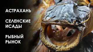 Астрахань. Рыбный рынок Селенские Исады
