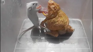 Pacman frog and African bullfrog eats adult mouse 180fps slow motion replays