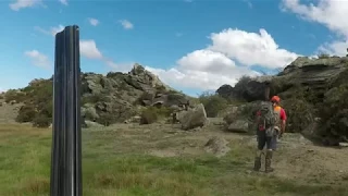 Spaniels & German Wirehaired Pointer hunt Rabbits 17 02 18