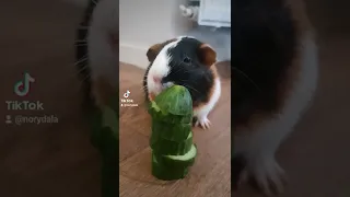 piggy and her Cucumber tower