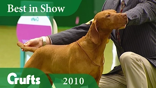 Hungarian Vizsla wins Best In Show at Crufts 2010 | Crufts Dog Show