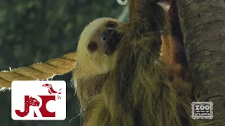 Quarters for Conservation 2023: Sloth Conservation Project
