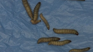 Raw: Plastic-Eating Caterpillar Could Eat Waste