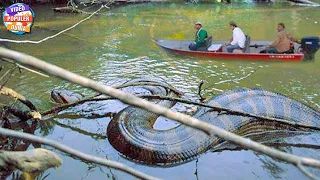 Warga Berhasil Merekam Penampakan Piton Raksasa di Sungai Kalimantan!!  Ukurannya Sebesar Anaconda