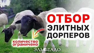 Немецкие Дорперы! Отбор элитных баранов! Разведение домашних овец! Овцеводство