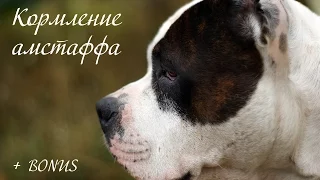 Кормление стаффордширского терьера + bonus