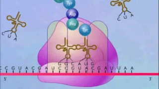 Protein Synthesis Animation Video