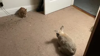 Babbit and Squally having a standoff (also featuring Fwoppy)