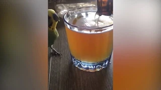 .webm - Попугай нырнул в пиво