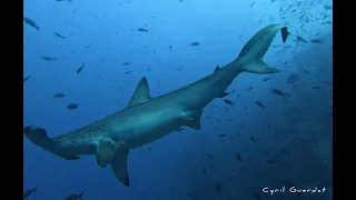 Cocos Island, Costa Rica - December 2021 - Undersea Hunter
