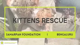 Kitten rescue | kitten stuck in the pipe | Samarpan Foundation | #kitten #kittenrescue