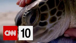 How To Save Sea Turtles