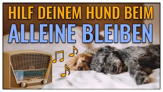 ALLEINE BLEIBEN TRAINIEREN! 🐶 So hilfst du deinem Hund dabei - TGH 407