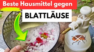 Blattläuse haben gegen dieses Mittel keine Chance!