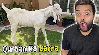 Qurbani Ka Bakra Le Liya 😍 | Bakray Aur Shippu Ki Dosti Nahi Ho Rahi 😭