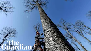 Centuries-old French oaks felled for Notre Dame rebuild