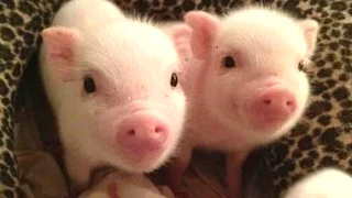 Cute Micro Pig - A Cute Mini Pig Videos Compilation 2015