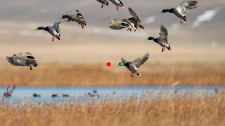 YEŞİLBAŞ ÖRDEK VURUŞ ANLARI ,  KIRMIZI NOKTALI KAMERA , SHOTKAM , ÖRDEK AVI , DUCK HUNTİNG ,