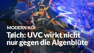 Neu: Und wieder klares Wasser nach wenigen Tagen | Modern Koi Blog #6577