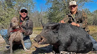 Hunting Monster Wild Boar with Dogs (Catch & Cook)