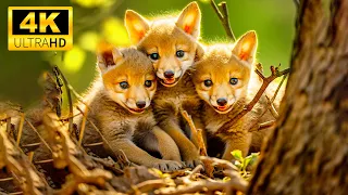 Cute Young Wild Animals Of The Earth With Relaxing Music and Music heals the heart and blood vessel