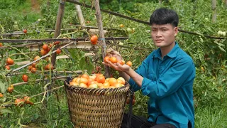 2 Years living in the forest, Harvesting tomatoes to sell, Forest life