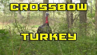 Awesome Crossbow Turkey Hunt