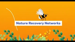 Nature Recovery Networks for Northern Ireland