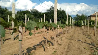 Грижи за лозата през първите години след засаждането. Ускорен метод на формиране. Част 2