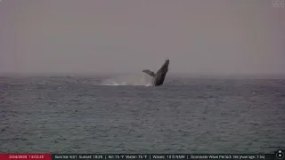 Feb 24, 2024: Humpback Whale Breaches, Tail and Fin slapping, Maui Hawaii