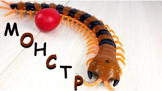 Сколопендра/Centipede