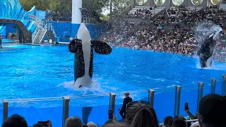 Orca Encounter | SeaWorld Orlando | April 22, 2023