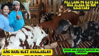 PAG BISITANG MULI SA KAMBINGAN NI ATE MICHELLE ELIPONGA/GOAT FARMING/BOER GOAT BREEDER/KAMBINGAN