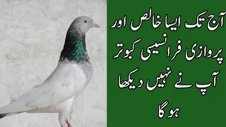 Pure French Pigeon | Sialkoti Pigeon Pure strong High-flying Quality | پیور فرانسیسی کبوتر کا شوق