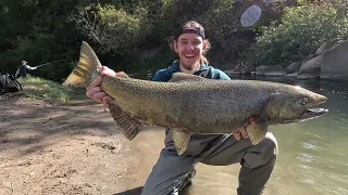 Ловля лосося в Канаде (Онтарио) в маленькой речушке | Сhinook | King salmon | Coho |