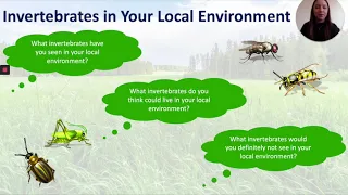 05.05.20 Year 1 Science- invertebrates in your local environment