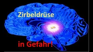 Enrico Edinger: Zirbeldrüse in Gefahr