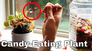 What If You Feed a Venus Flytrap Candy Instead of Flies?