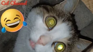 Приколы с котами и собаками! Funny cats video 🤣 Смешные веселые животные😂 видео 2024🥳