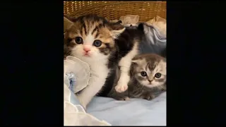 ♥  Cute TikTok Pets to Cure All Your Sadness  ♥ 2021  ♥