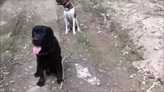 Bigfoot tracked by Dogs.