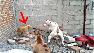 Brave cat fends off stray dogs and lives to tell the tale | Cat vs Dog