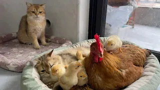 Chicks have two mothers! Lovely kitten. Funny cat. Lovely chicken. Cute animal video. Calm hen.🐥😽