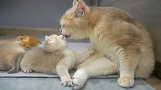 Mom cat loves her naughty kittens anyway. That's sometimes intense, sometimes gentle and warm