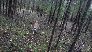 Русская гончая ХАН и копыта.