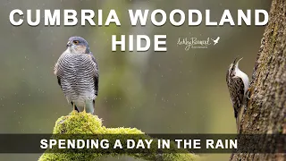 Up close in a hide with the birds - Cumbria Woodland Hide