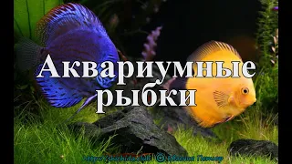 Флеш-карточки, часть 1 (методика Макото Шичиды)