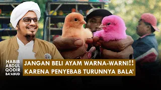 AYAM WARNA-WARNI PENYEBAB TURUNNYA BALA' ?? | Habib Abdul Qodir bin Zaid Ba'abud